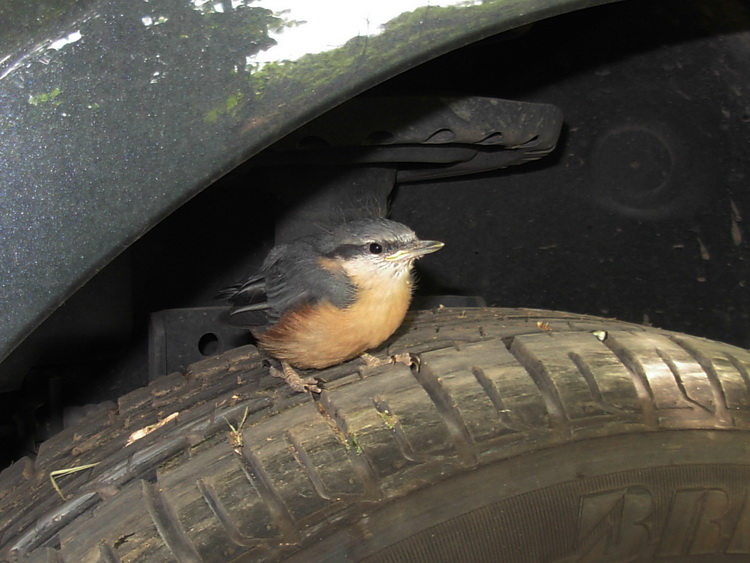 Piccolo picchio muratore su ruota